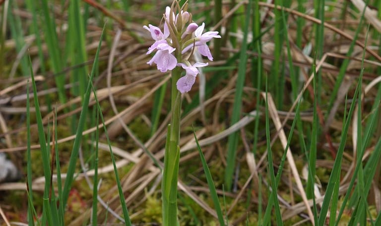 Veenorchis