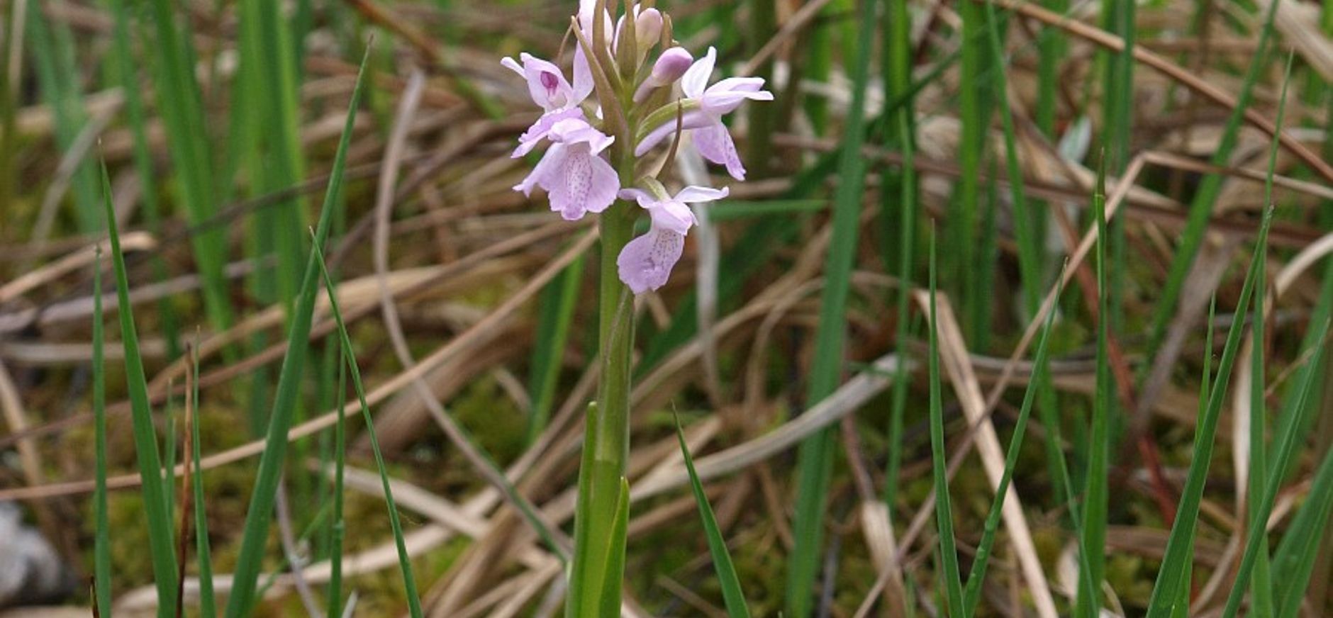 Veenorchis