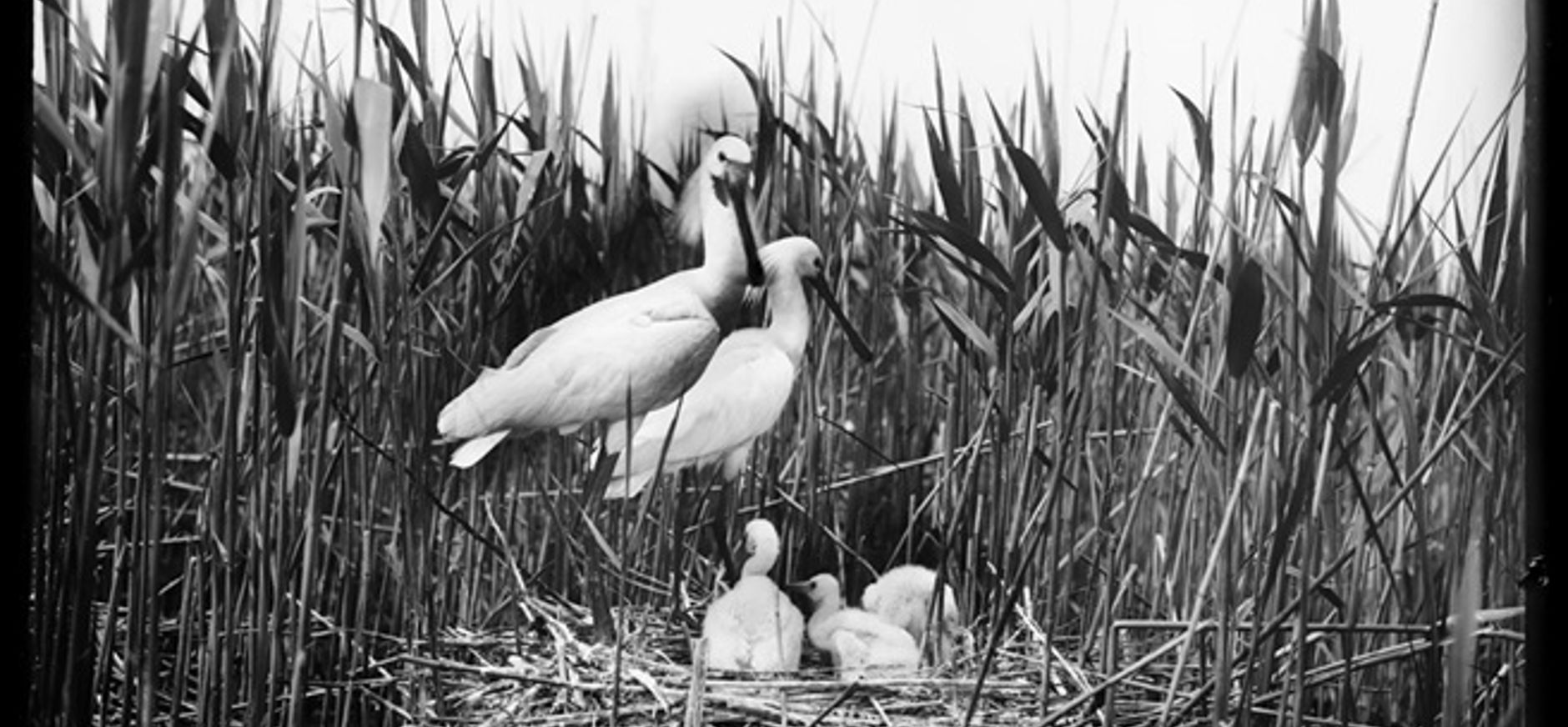 Richard Tepe - Lepelaars in het Naardermeer (Nederlands Fotomuseum)