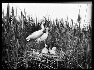 Richard Tepe - Lepelaars in het Naardermeer (Nederlands Fotomuseum)