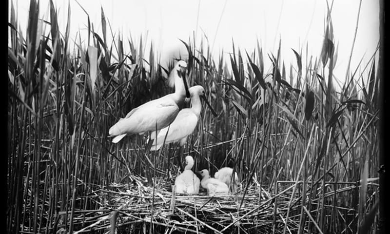 Foto Tepe - Lepelaars in het Naardermeer (Nederlands Fotomuseum)