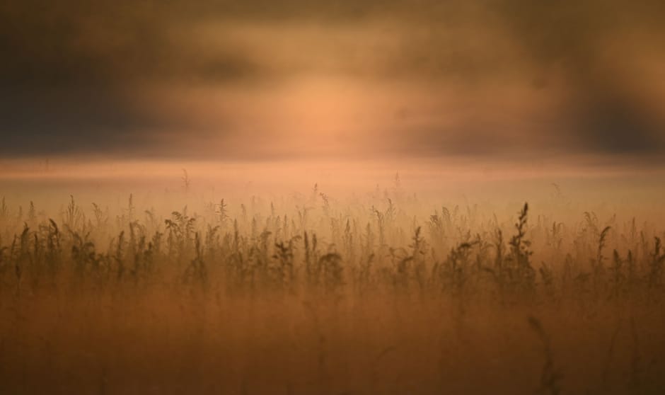 Hooiland in de mist Hooiland in de mist