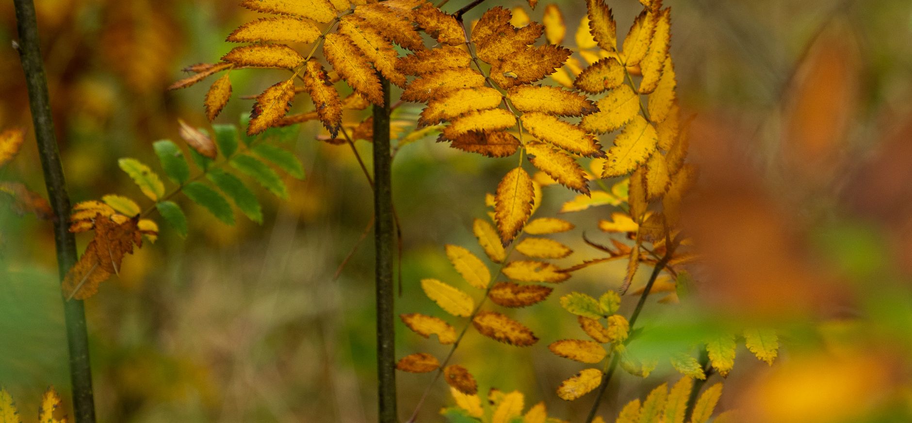 Herfst Herfst