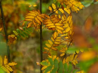Herfst