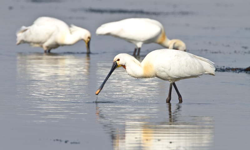 Lepelaars op het wad