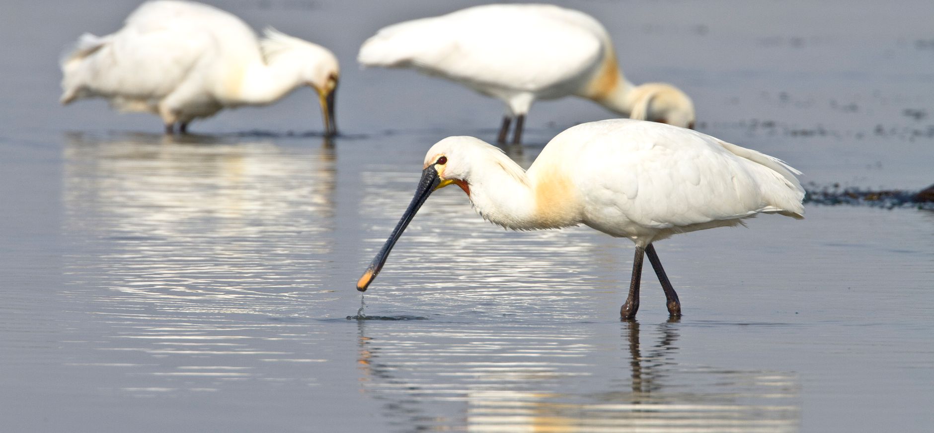 Lepelaars op het wad