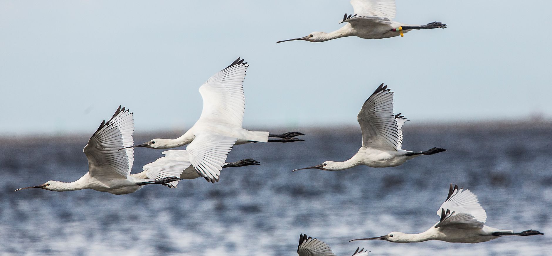 Lepelaars in het Waddengebied