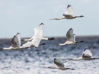 Lepelaars in het Waddengebied