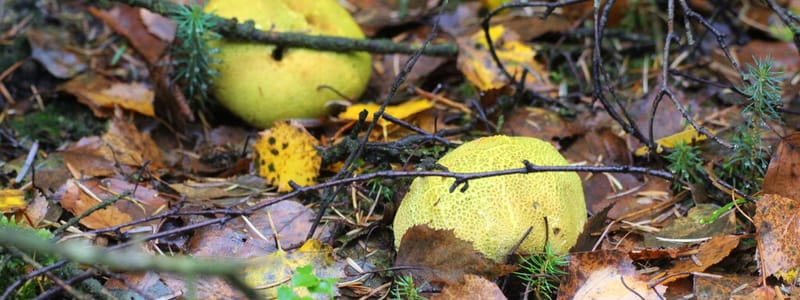 Kleine aardappelbovist Kleine aardappelbovist