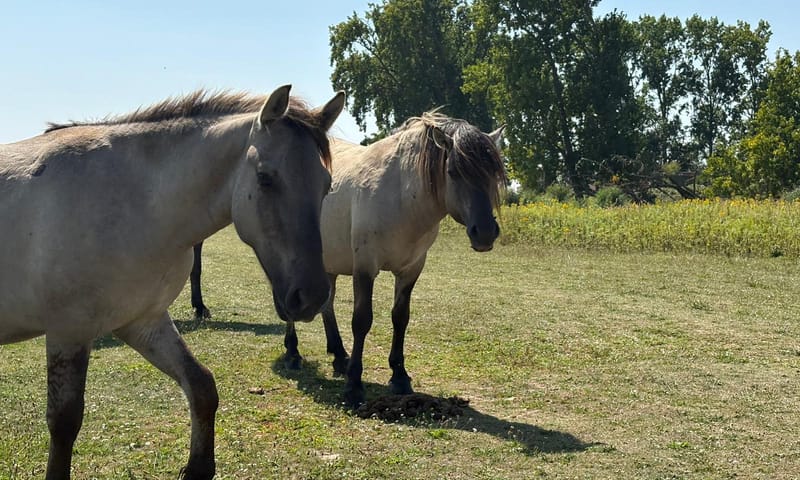 Konikpaarden op Tiengemeten