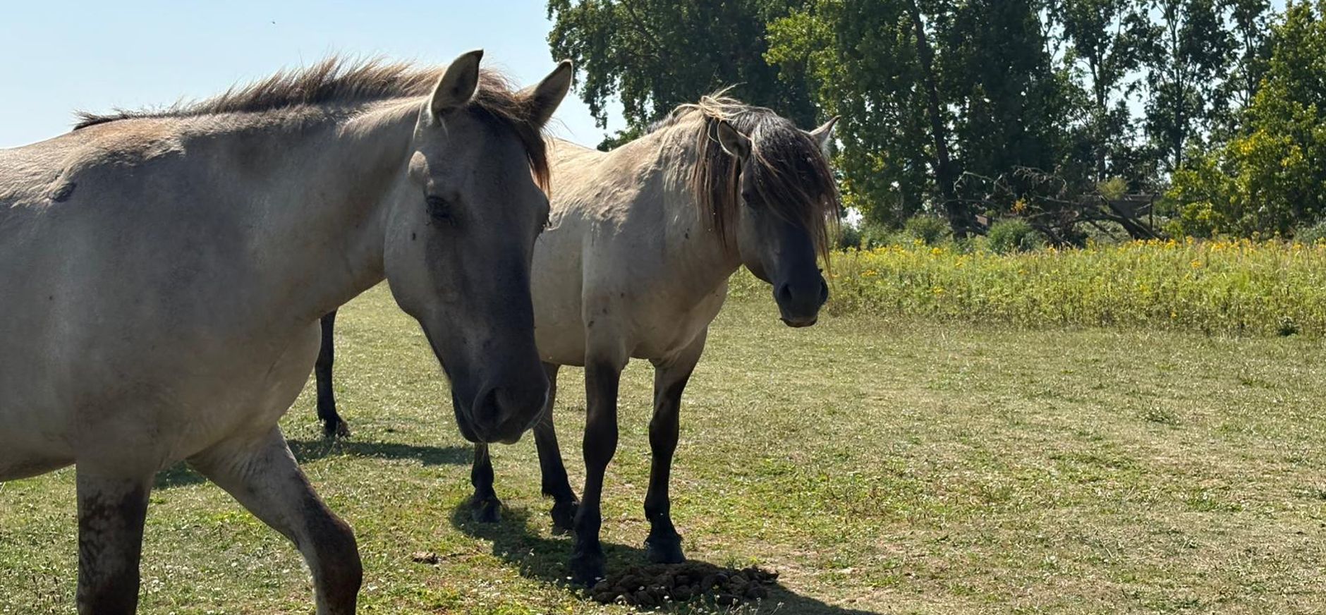 Konikpaarden op Tiengemeten
