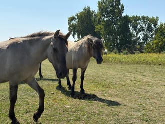 Konikpaarden op Tiengemeten