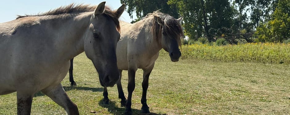 Konikpaarden op Tiengemeten