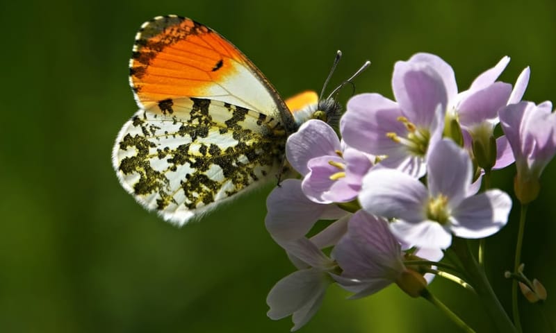 Oranjetipje op Oude Buisse Heide NB Oranjetipje op Oude Buisse Heide NB