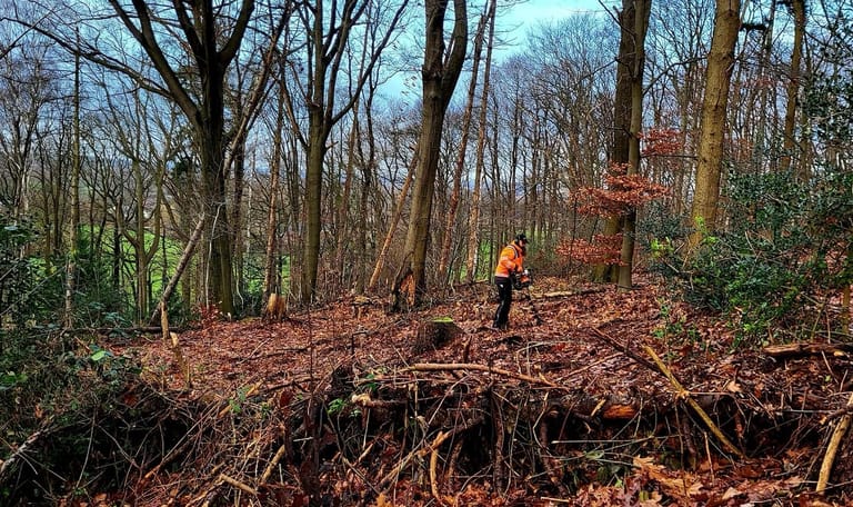 Aanplant van jonge boompjes in het Imstenraderbos