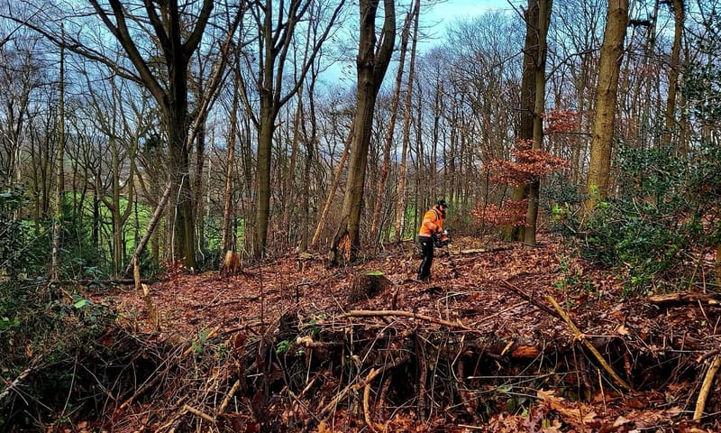 Aanplant van jonge boompjes in het Imstenraderbos