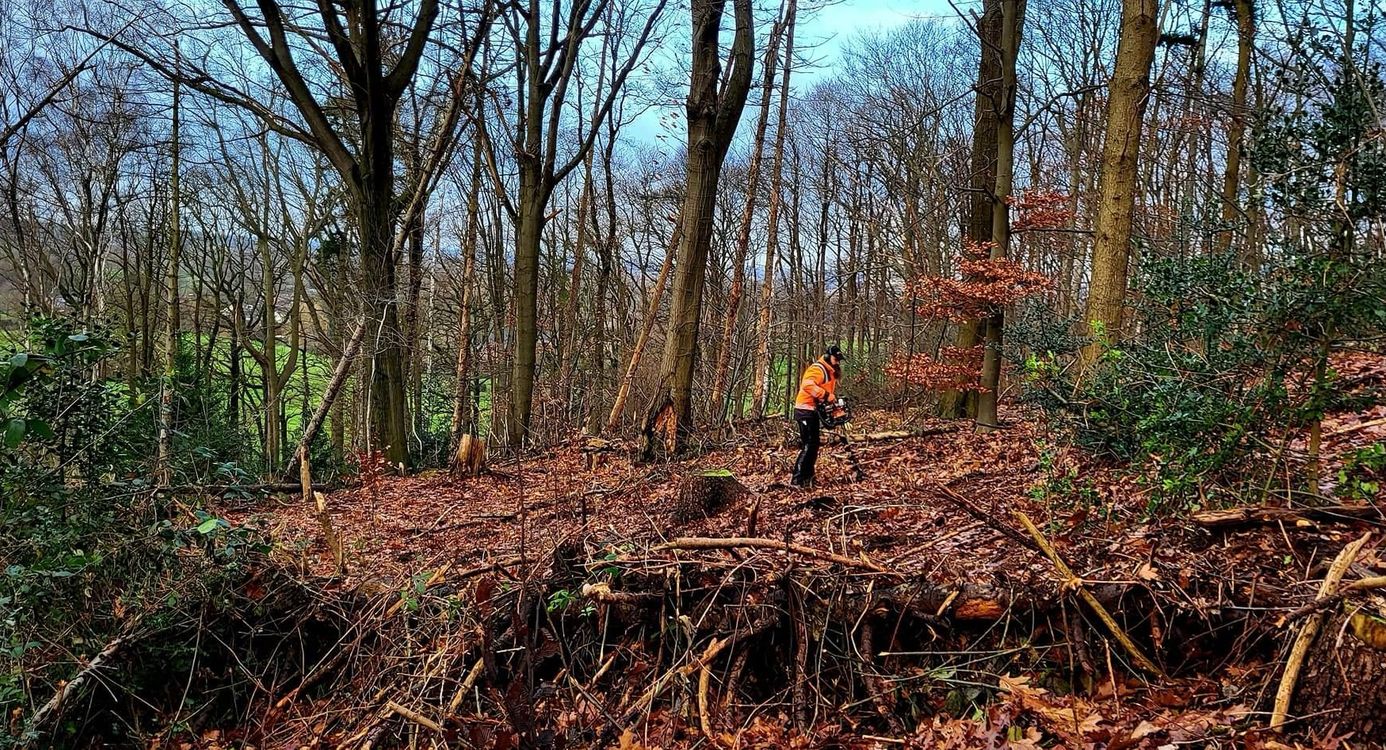 Aanplant van jonge boompjes in het Imstenraderbos