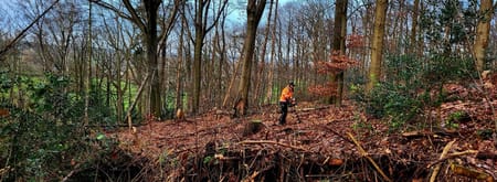 Aanplant van jonge boompjes in het Imstenraderbos