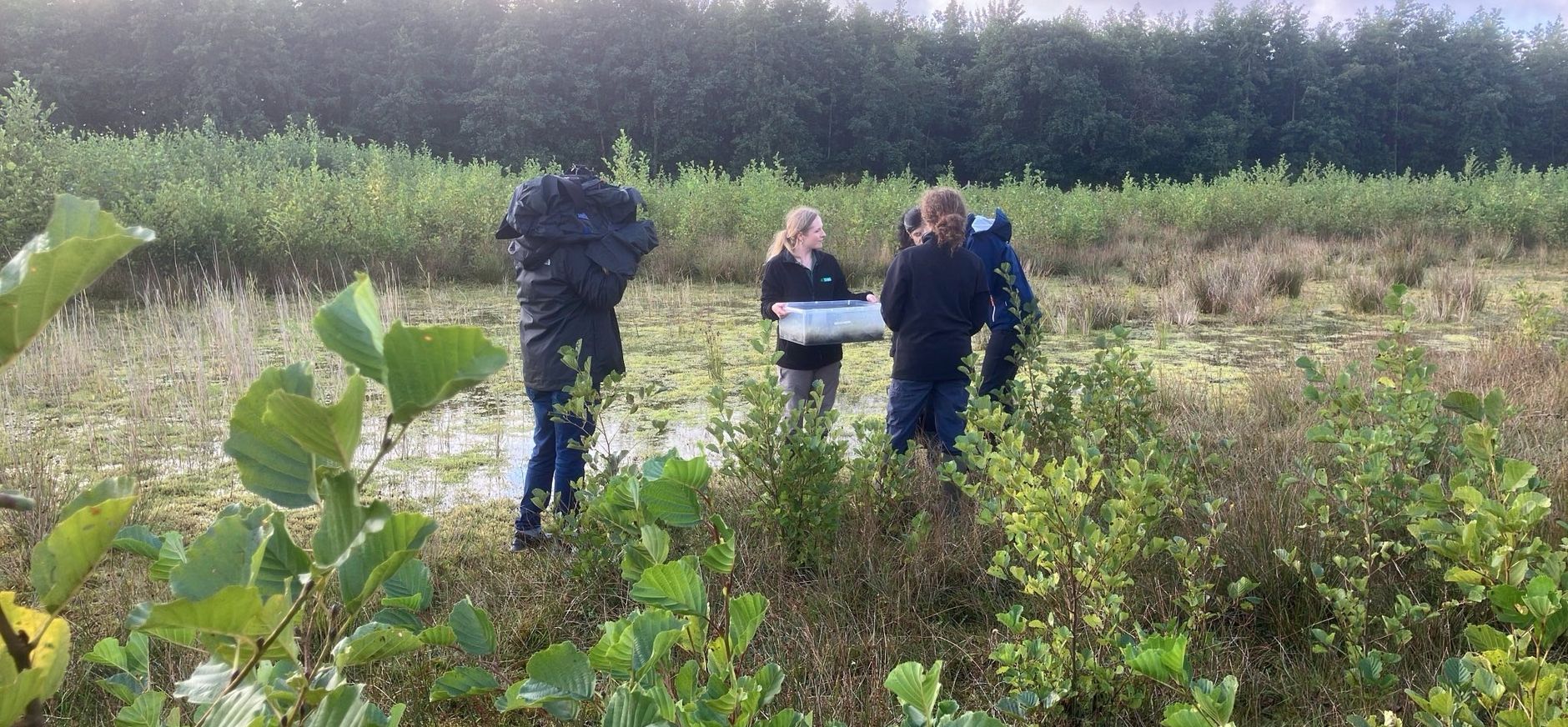Natuurlijke vijand in strijd tegen woekerplant watercrassula Natuurlijke vijand in strijd tegen woekerplant watercrassula