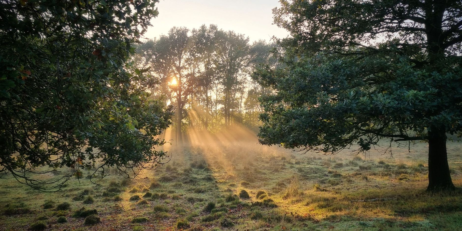Bos met zonzicht