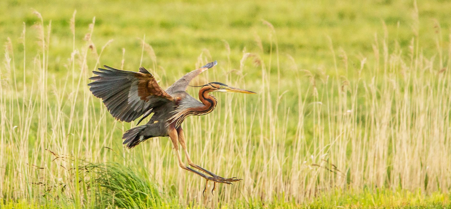 Landende purperreiger