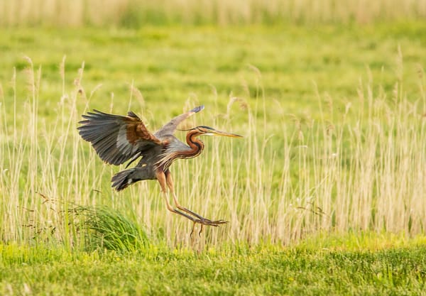 Landende purperreiger