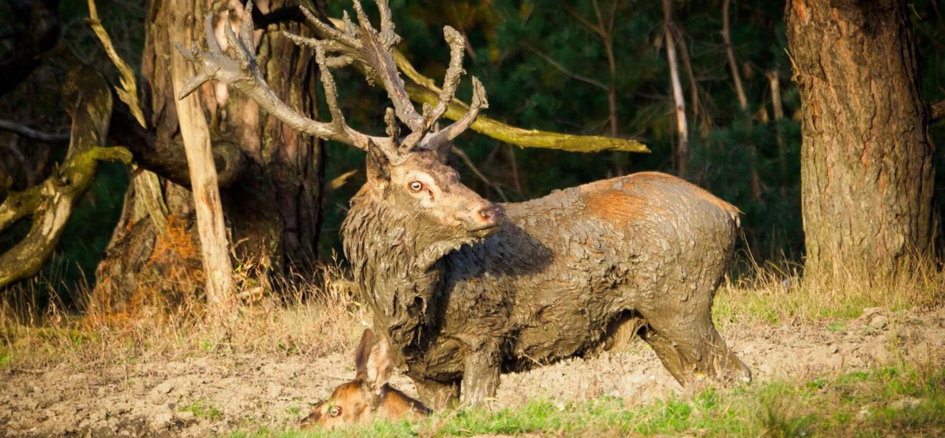 Edelhert bronst