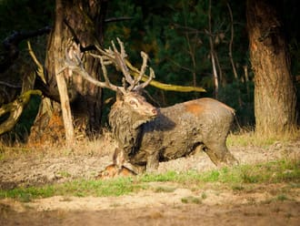 Edelhert bronst