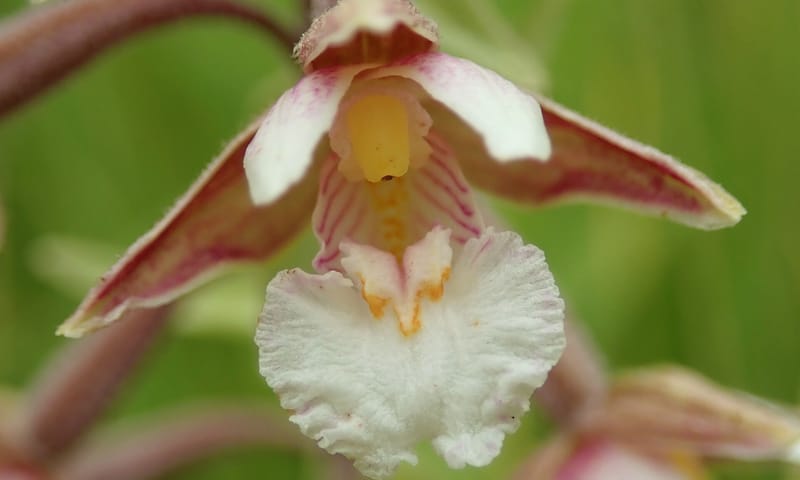 Orchidee