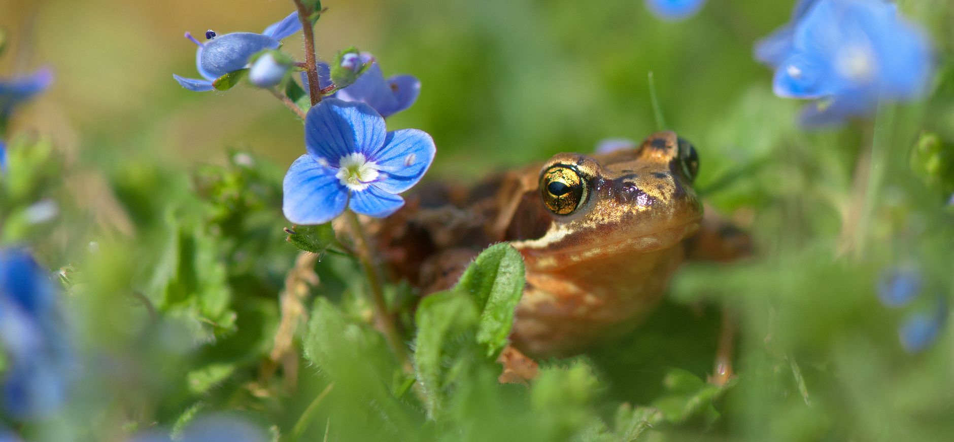 Natuurversterking Hiemberg