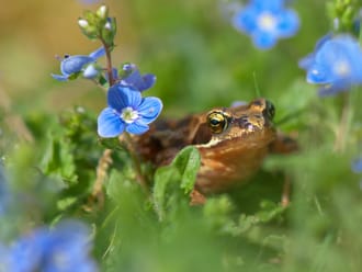 Natuurversterking Hiemberg