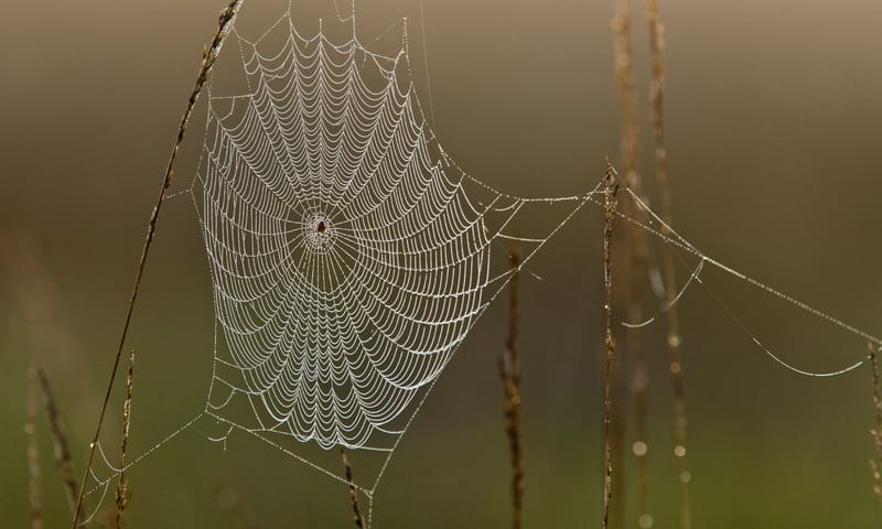 Wielwebspin (Araneus spec.) in wielweb