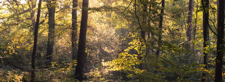 Stiltewandeling Bergherbos