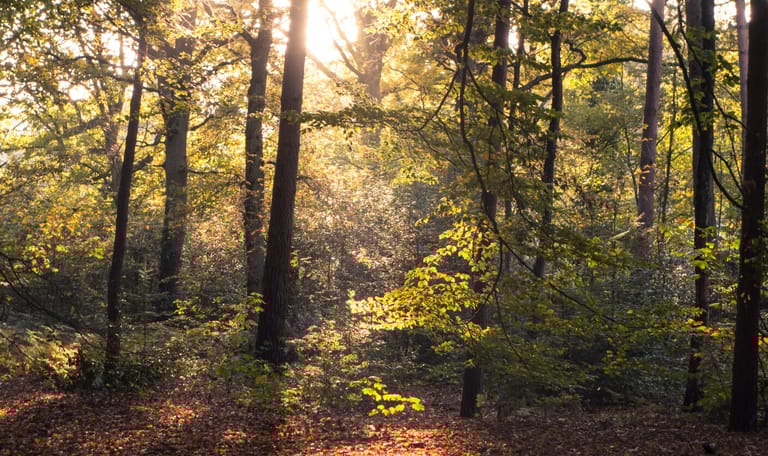Stiltewandeling Bergherbos