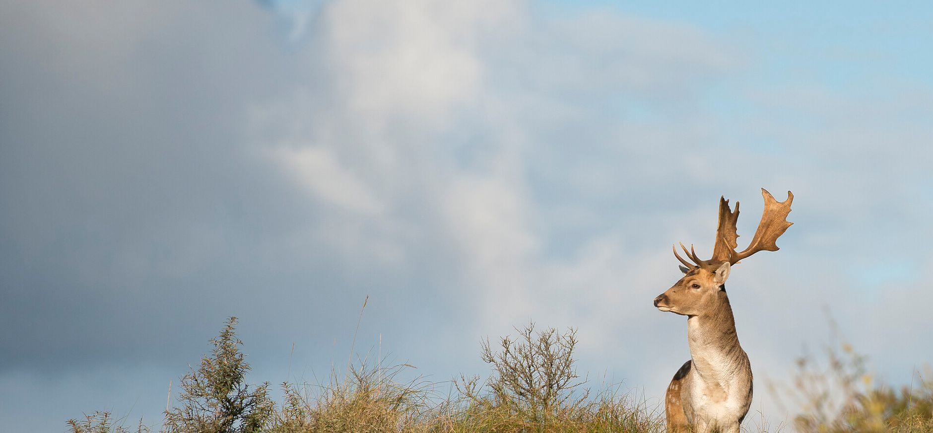 Damhert Natuurmonumenten