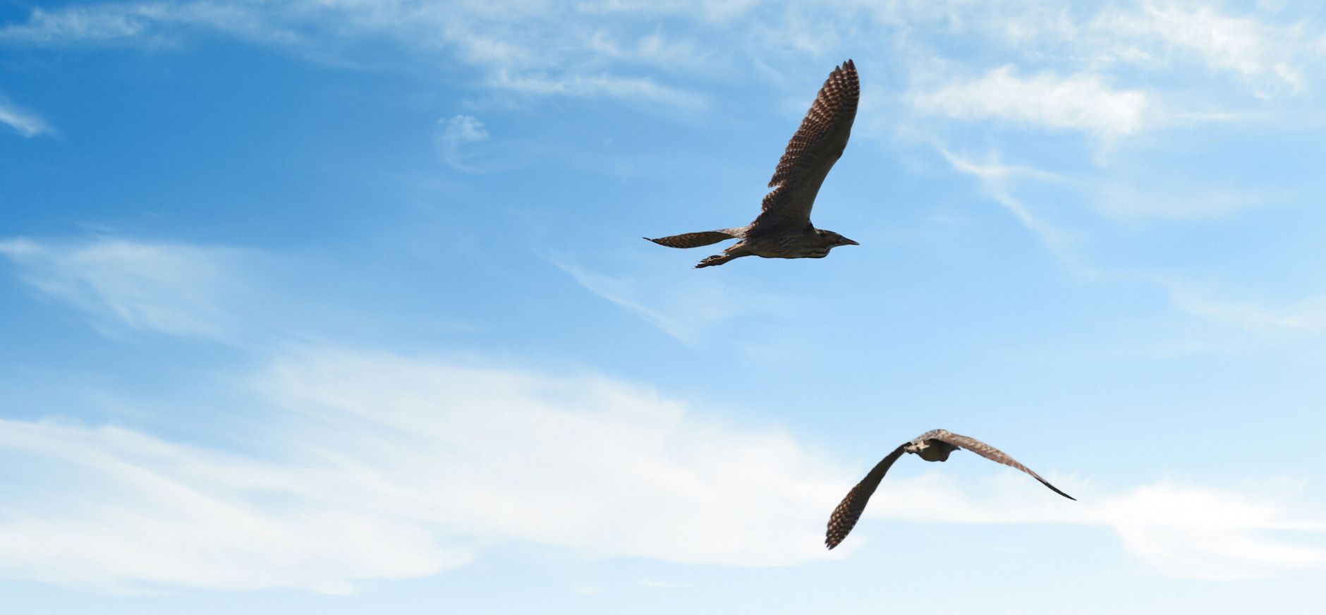 Purperreiger Naardermeer