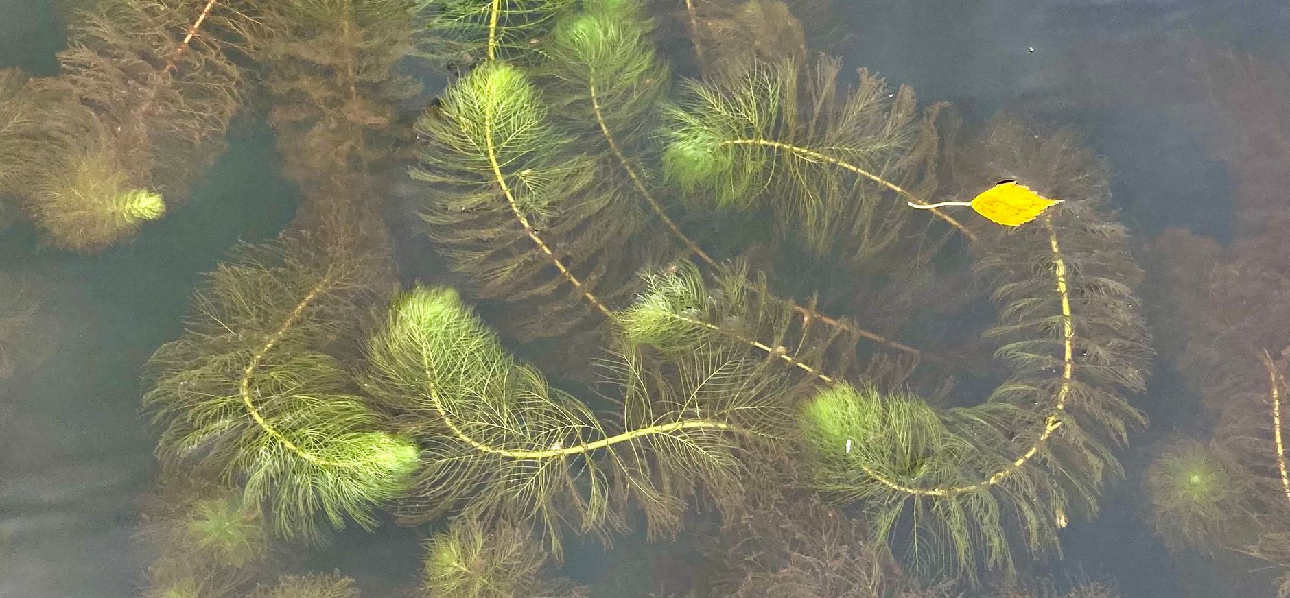 Ongelijkbladig vederkruid