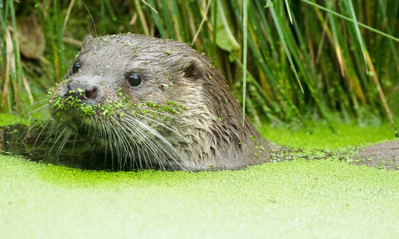 Otter