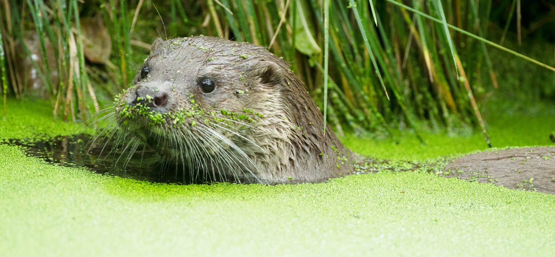 Otter Otter