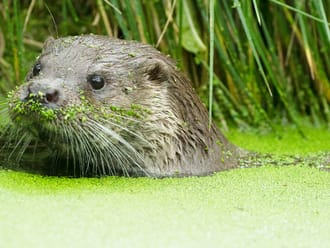 Otter