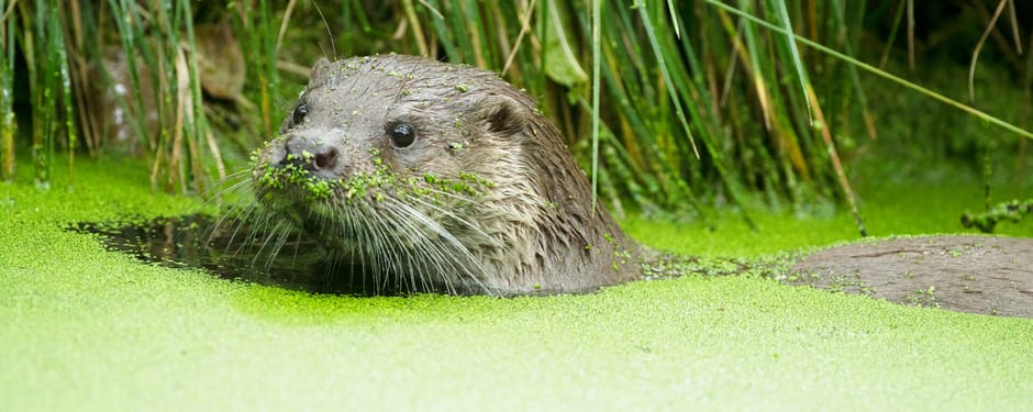 Otter