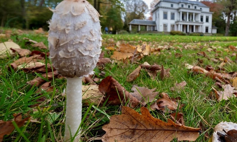 Paddenstoel Tempel