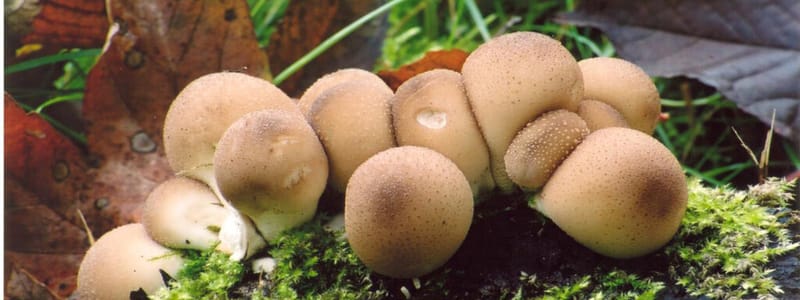 Peervormige stuifzwam Peervormige stuifzwam