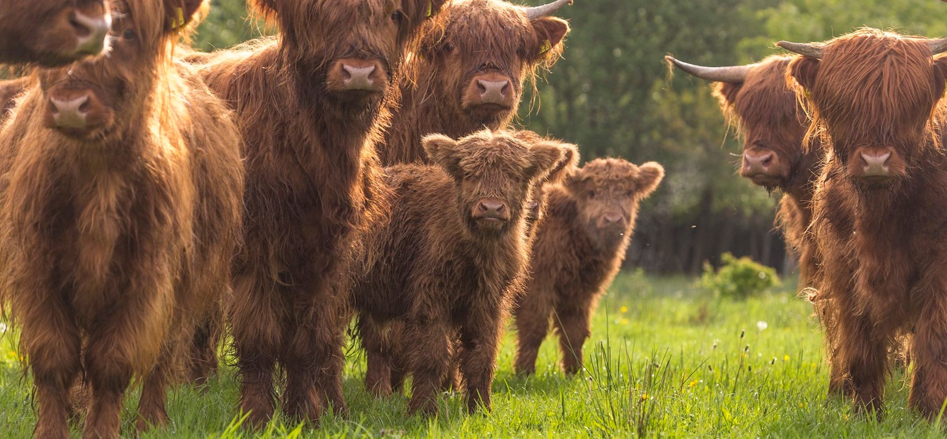 Schotse Hooglanders
