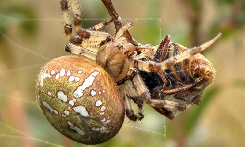 Viervlekwielwebspin verschalkt een gele veenzweefvlieg