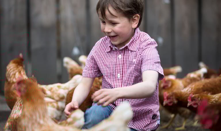 Tussen de kippen op De Groote Modderkolk in Loenen