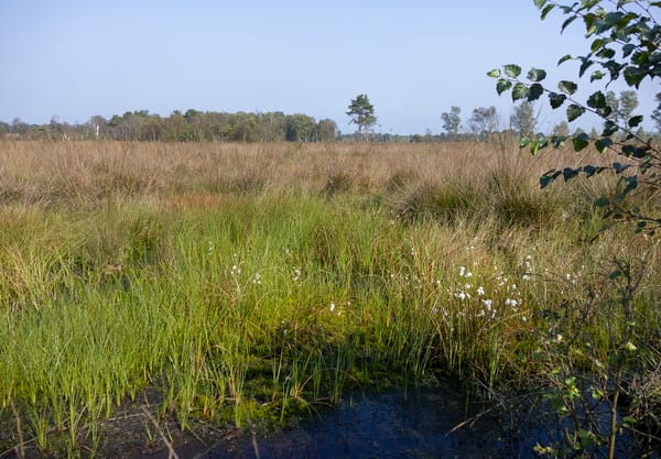 Hoogveen in het Witte Veen