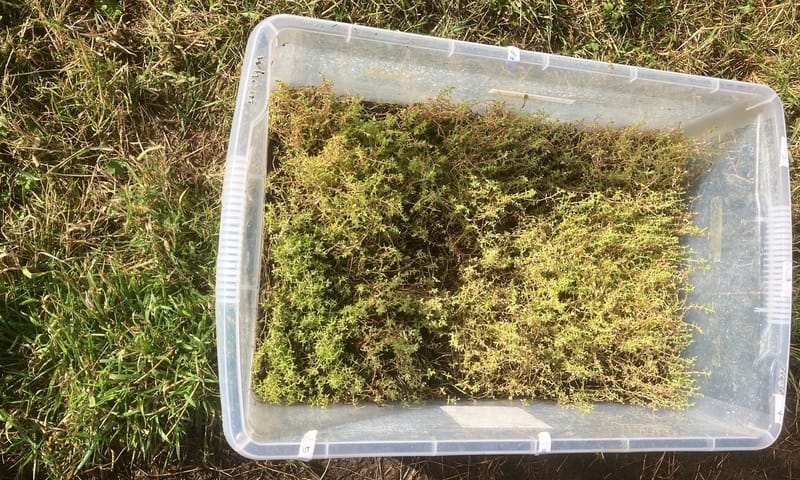 Watercrassula Watercrassula