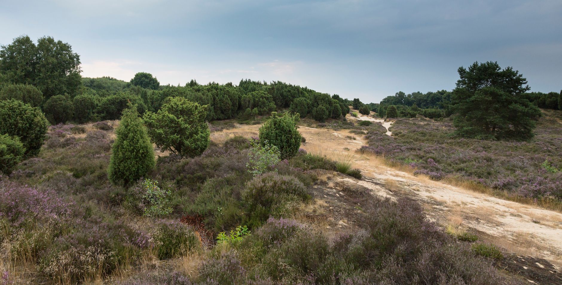 Heide met zandpad
