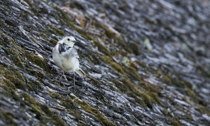 Een juveniele witte kwikstaart op het dak van het bezoekerscentrum